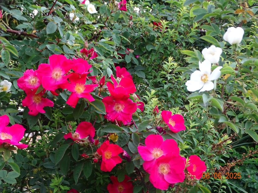  - Trandafiri 2025