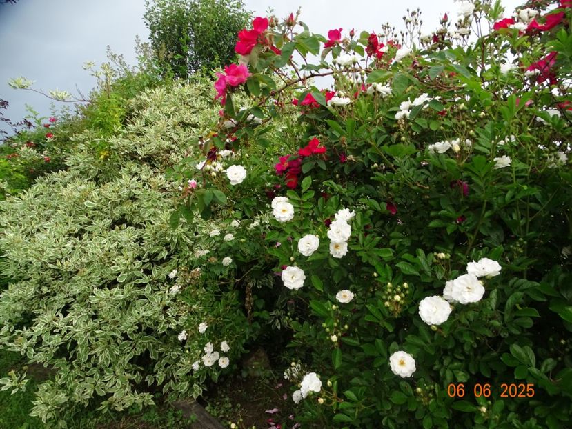 - Trandafiri 2025