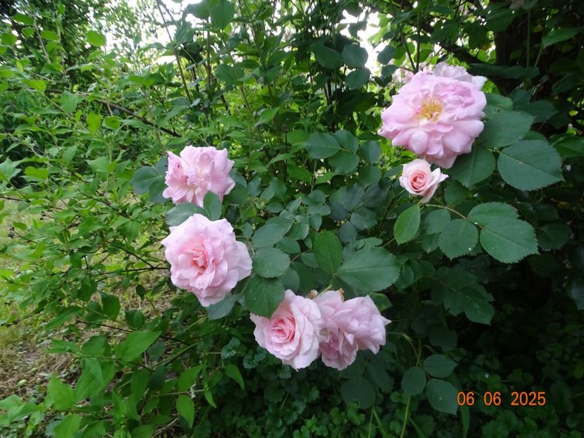  - Trandafiri 2025