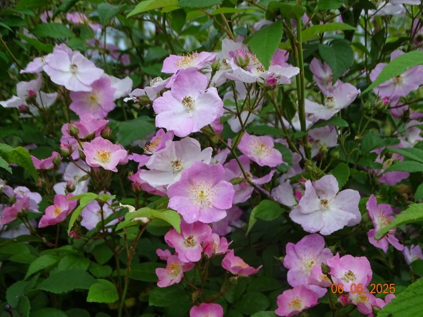  - Trandafiri 2025