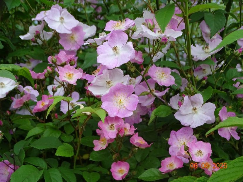  - Trandafiri 2025