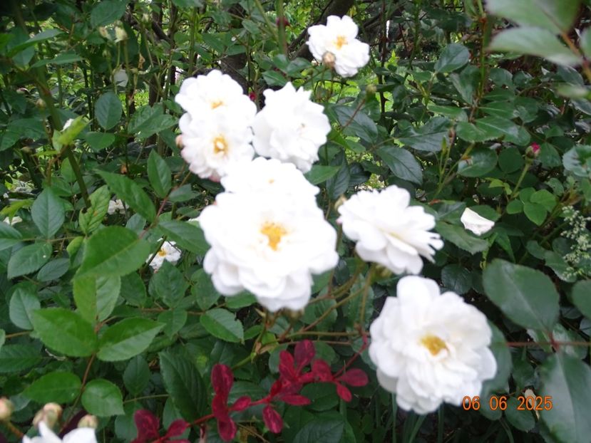  - Trandafiri 2025