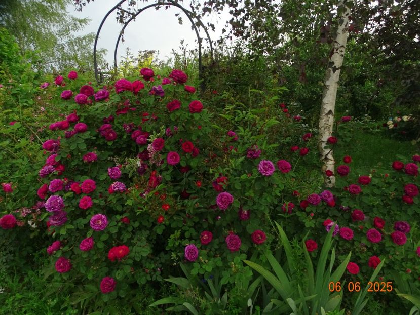  - Trandafiri 2025