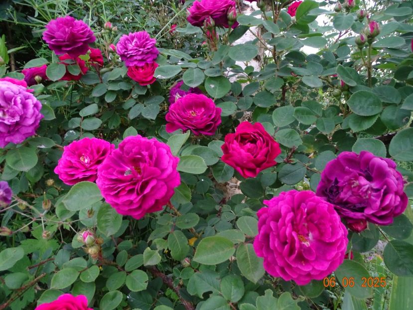  - Trandafiri 2025