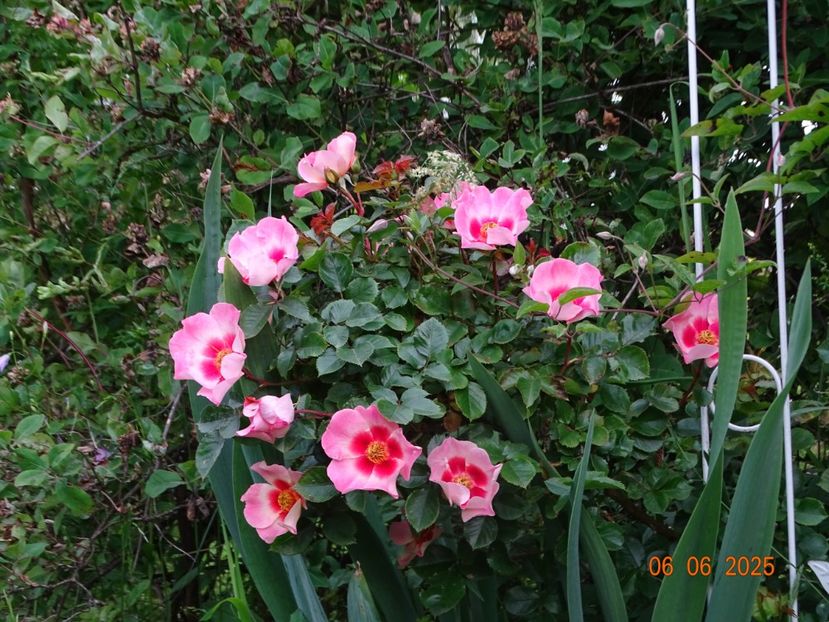  - Trandafiri 2025