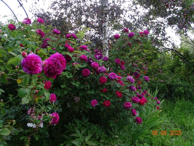  - Trandafiri 2025