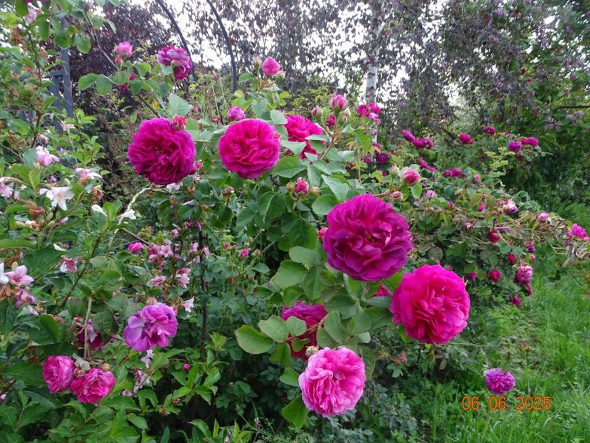  - Trandafiri 2025