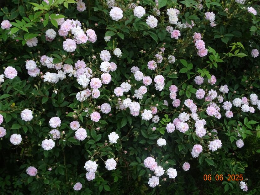  - Trandafiri 2025