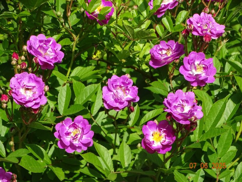  - Trandafiri 2025