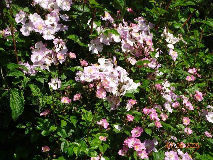  - Trandafiri 2025