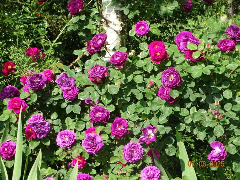  - Trandafiri 2025