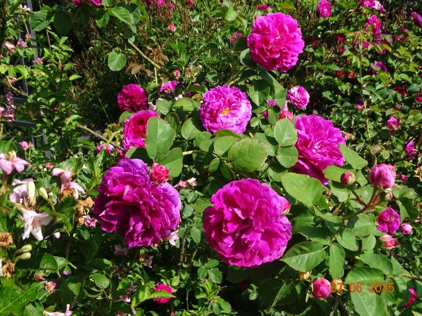  - Trandafiri 2025