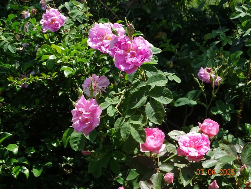  - Trandafiri 2025