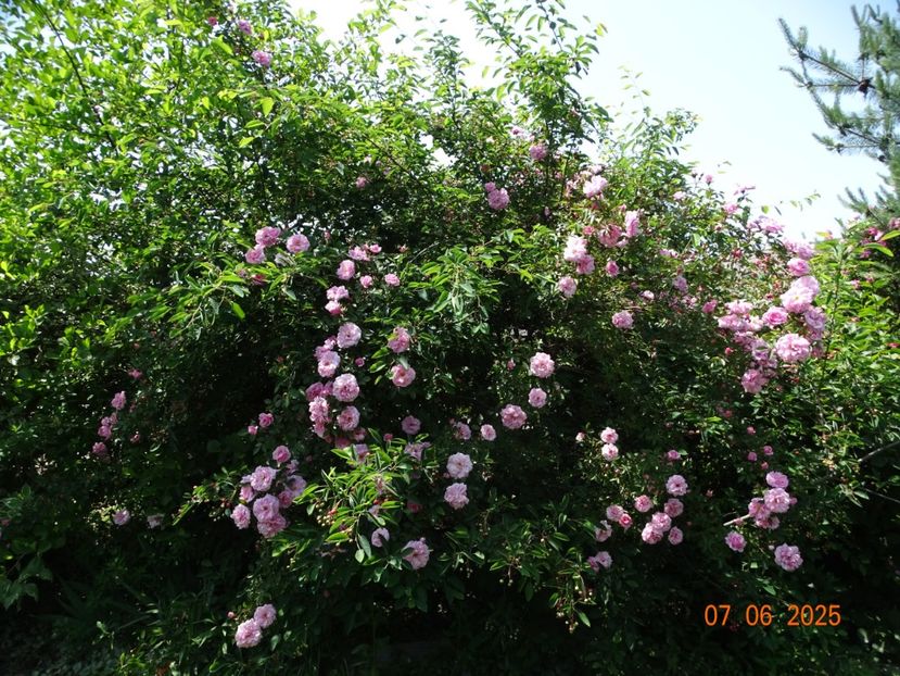  - Trandafiri 2025