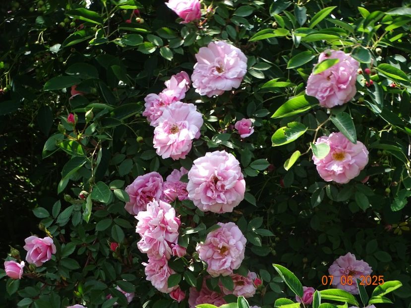  - Trandafiri 2025