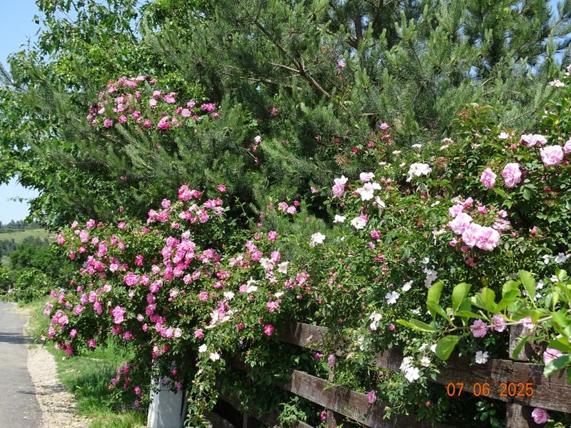  - Trandafiri 2025