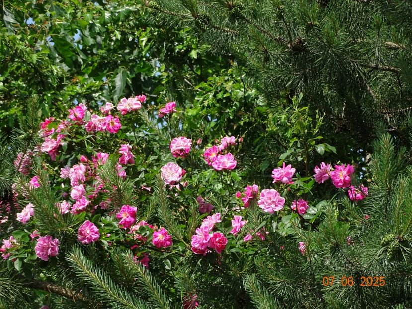  - Trandafiri 2025