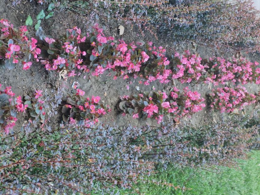  - La sârbi în august 2025