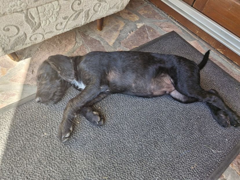  - La sârbi în august 2025