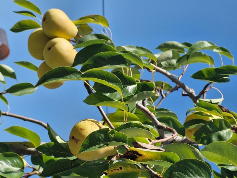  - La sârbi în august 2025