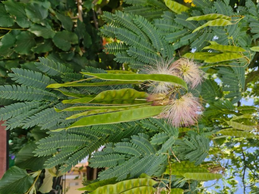  - La sârbi în august 2025