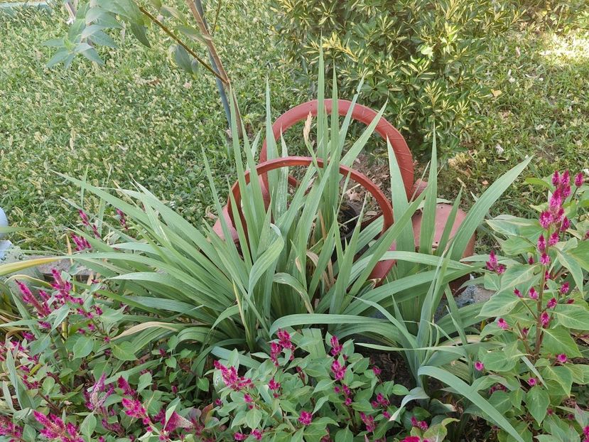  - La sârbi în august 2025