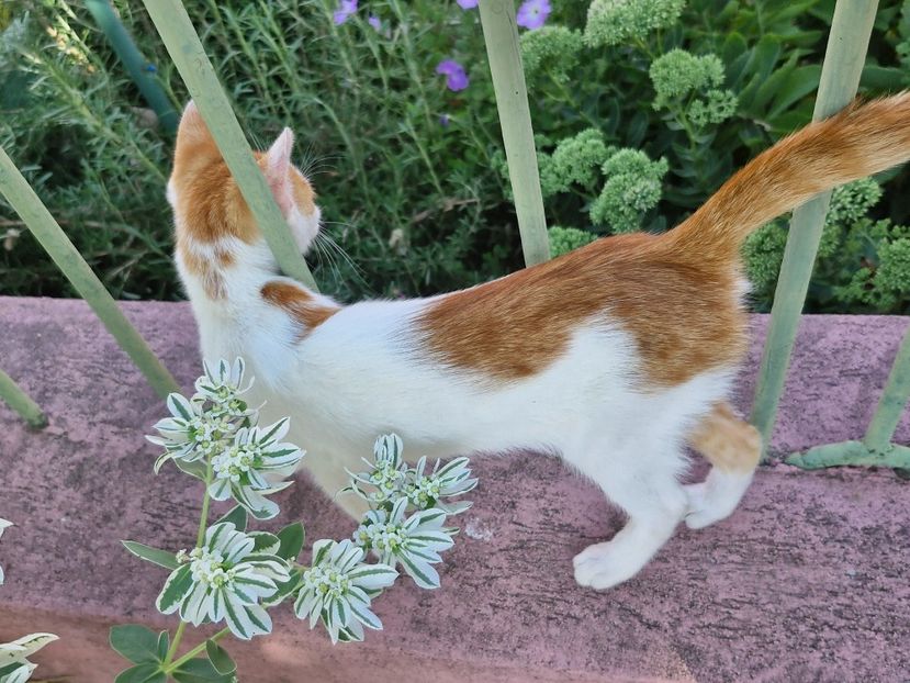  - La sârbi în august 2025