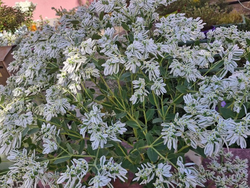  - La sârbi în august 2025