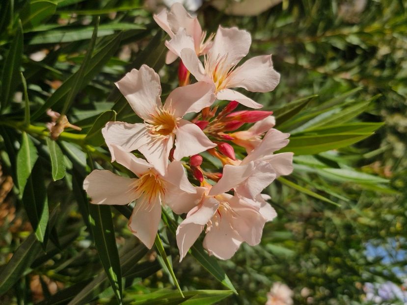  - La sârbi în august 2025