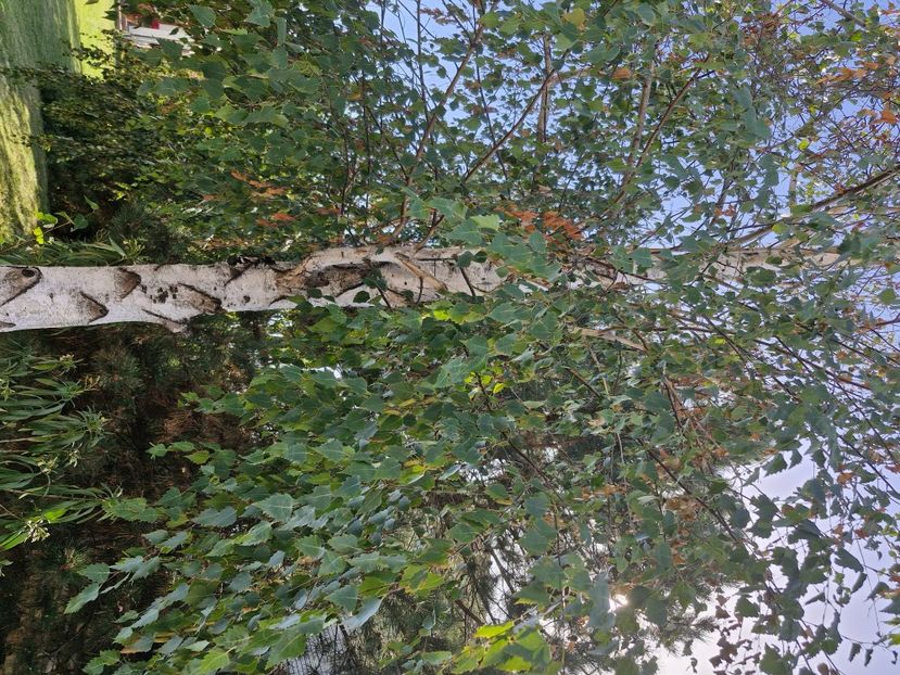  - La sârbi în august 2025