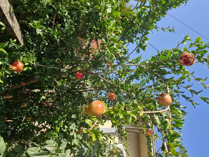  - La sârbi în august 2025