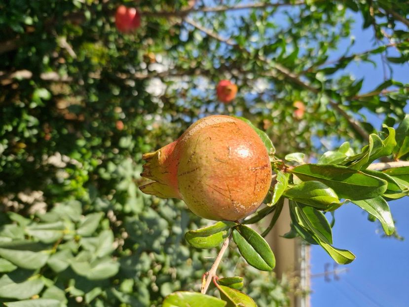  - La sârbi în august 2025