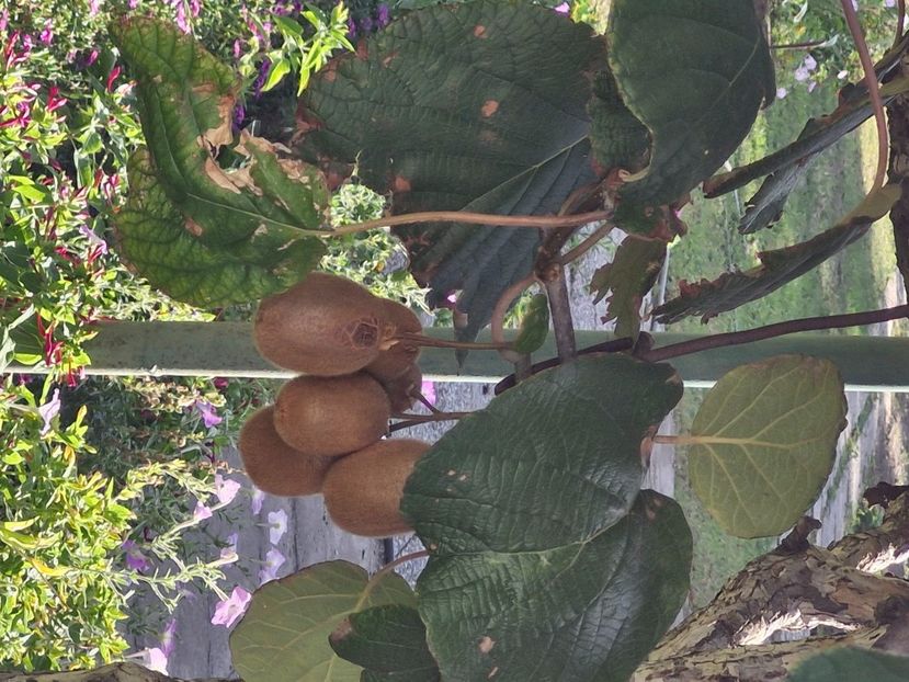  - La sârbi în august 2025