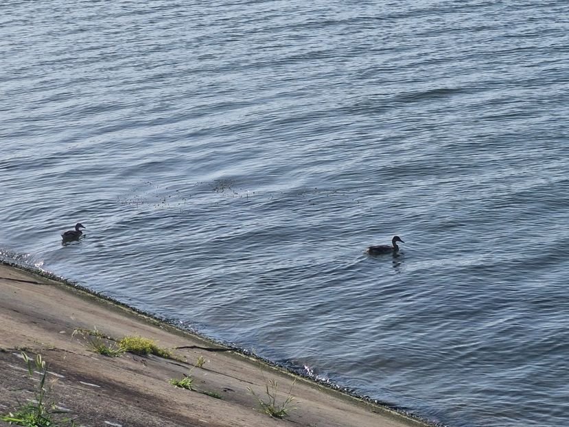  - La sârbi în august 2025