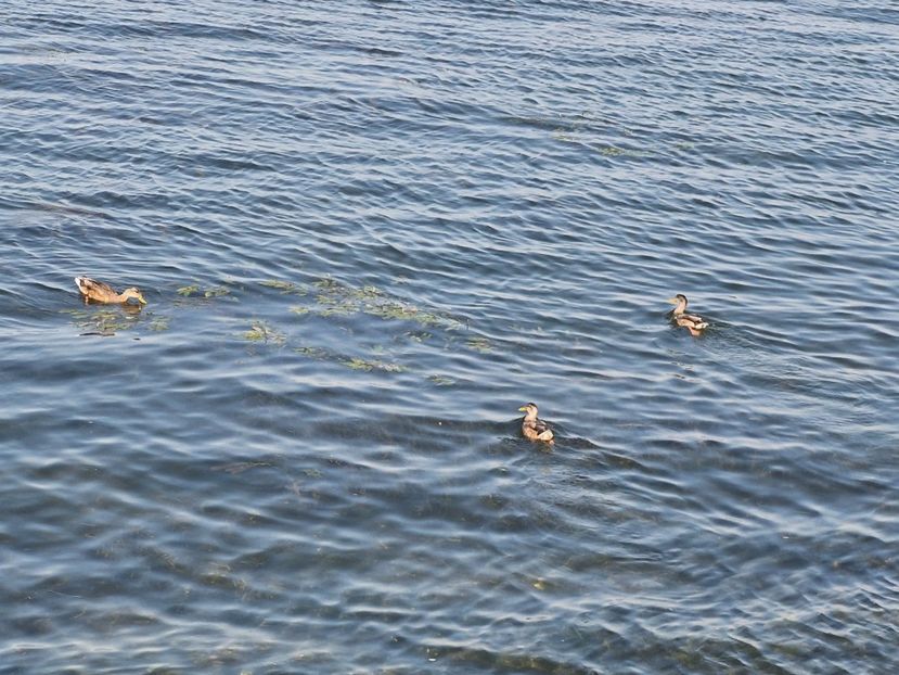  - La sârbi în august 2025