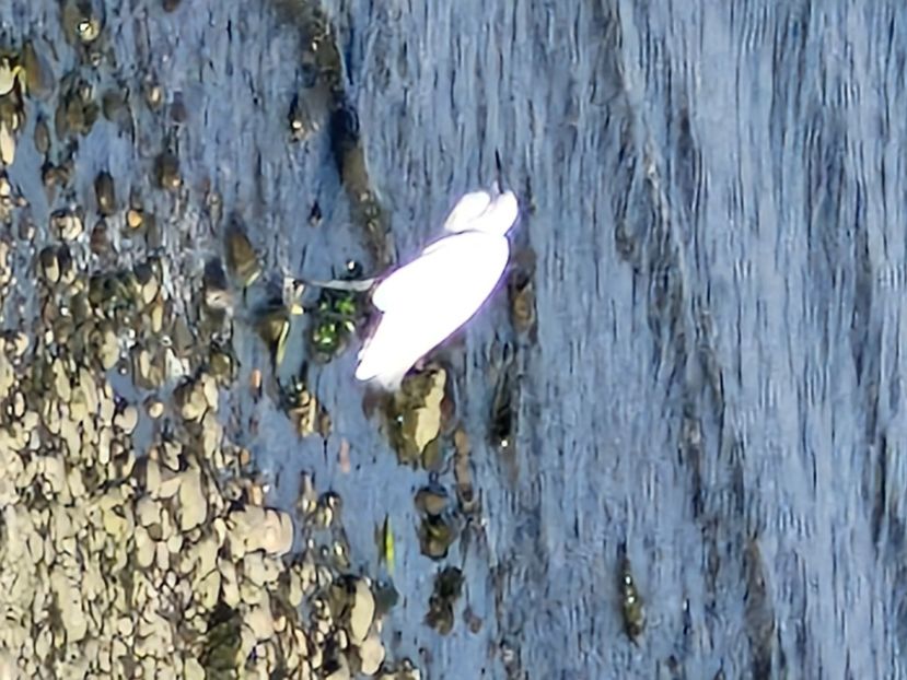  - La sârbi în august 2025