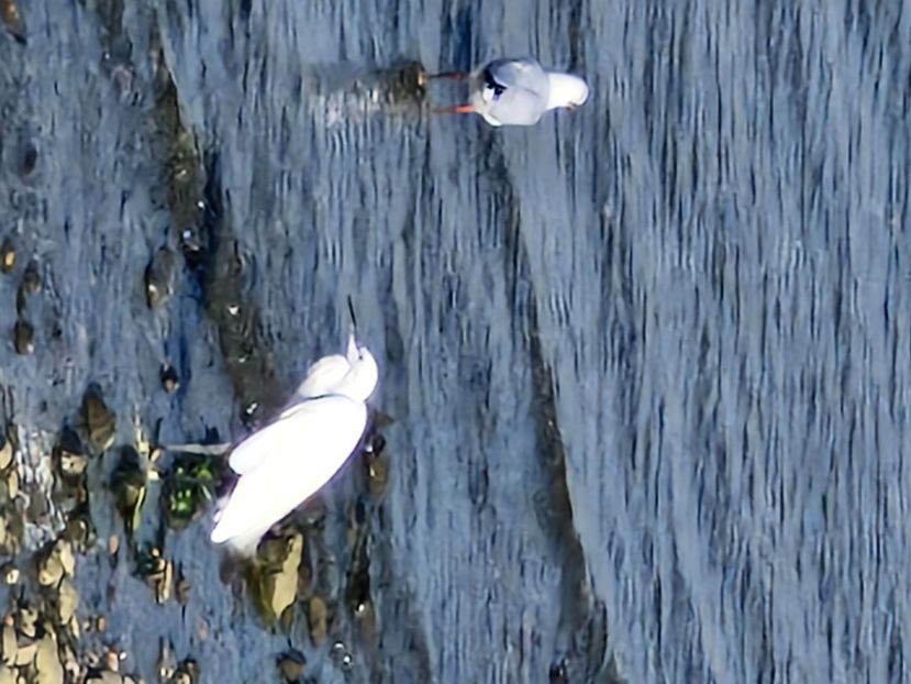  - La sârbi în august 2025