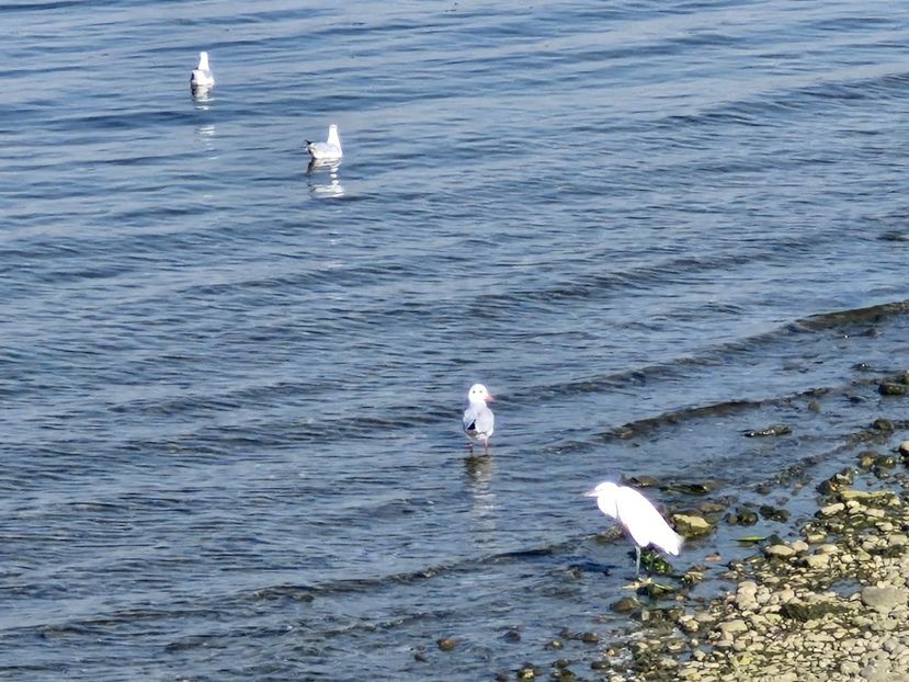  - La sârbi în august 2025