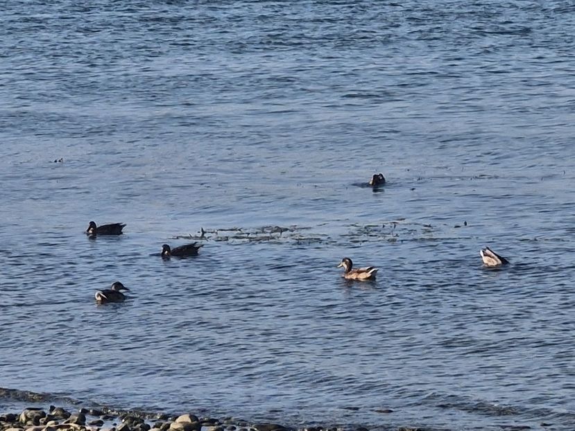  - La sârbi în august 2025