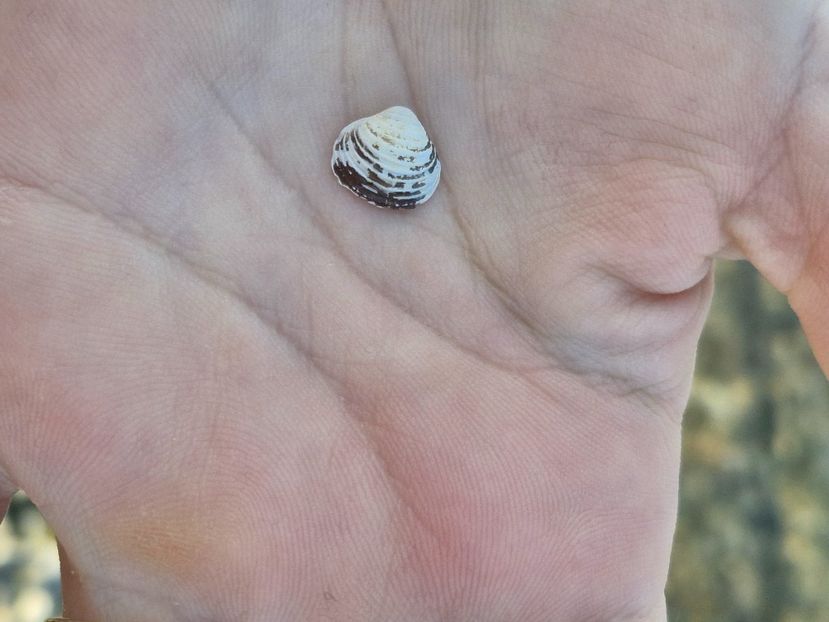  - La sârbi în august 2025