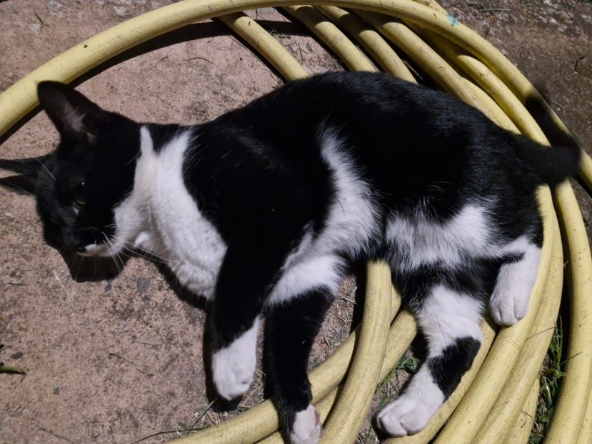  - La sârbi în august 2025