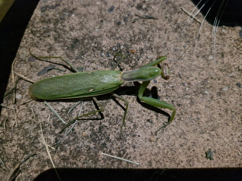  - La sârbi în august 2025