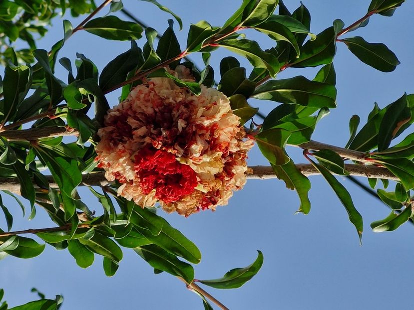  - La sârbi în august 2025