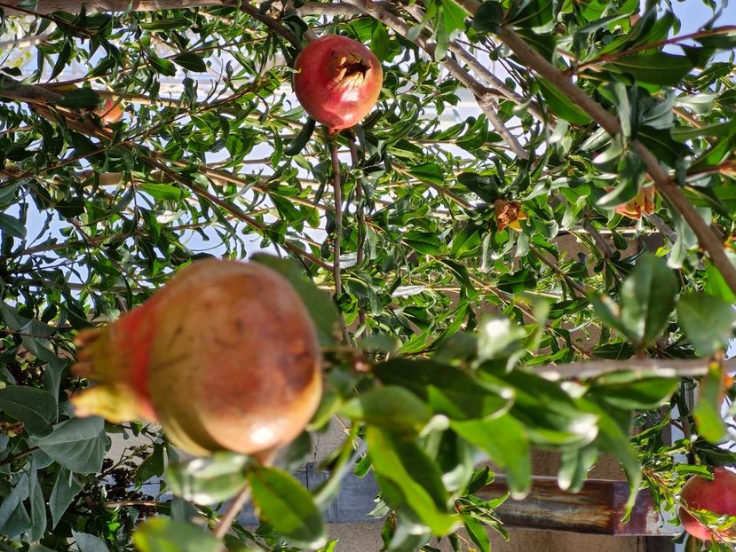  - La sârbi în august 2025