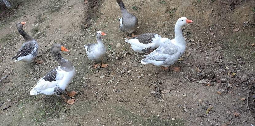  - Gâște 2025-2026