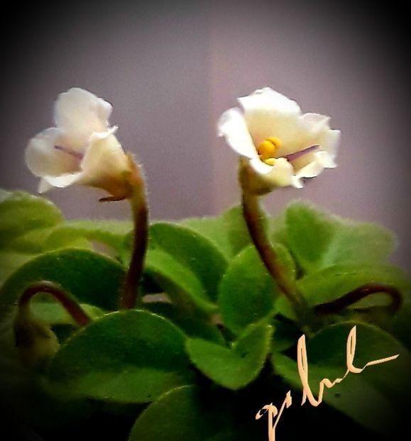 Senk s Alchemy Antique Bells ( mini ) - A Pachet 8 pui