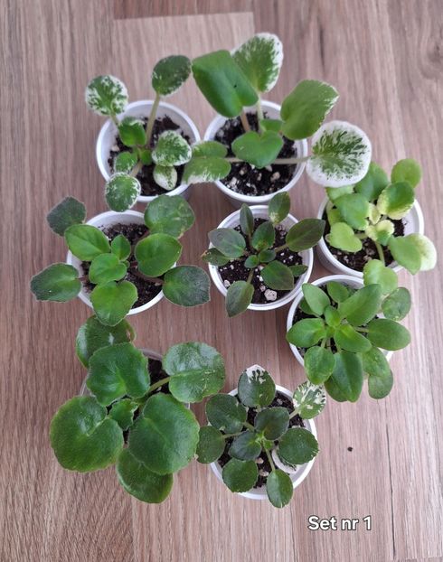 Acesti pui se vand - A Pachet 8 pui