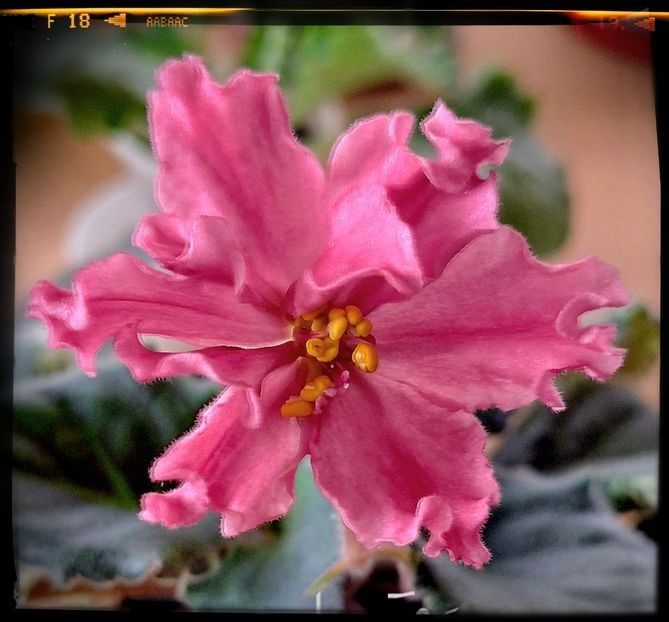 EK Red Cat - A Pachet 8 pui