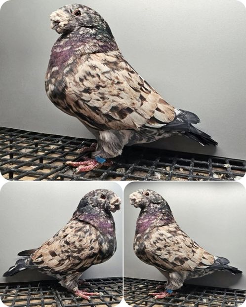  - Nu îmi aparțin 11