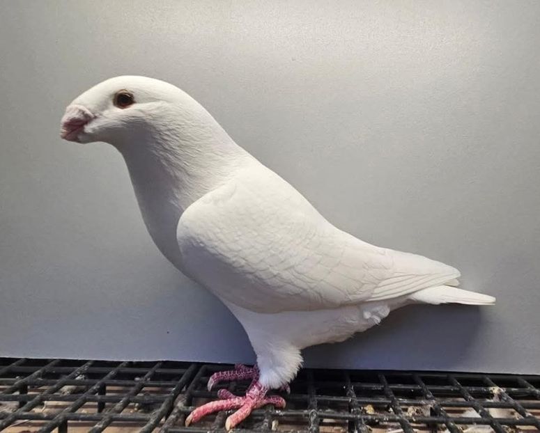  - Nu îmi aparțin 11